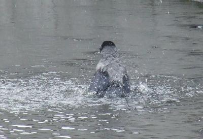 Прикрепленное изображение: 001A.jpg